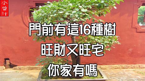 門前種什麼樹|門前種這棵樹家裡財運一定旺